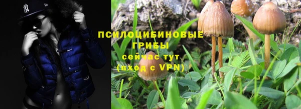 прущие грибы Аркадак